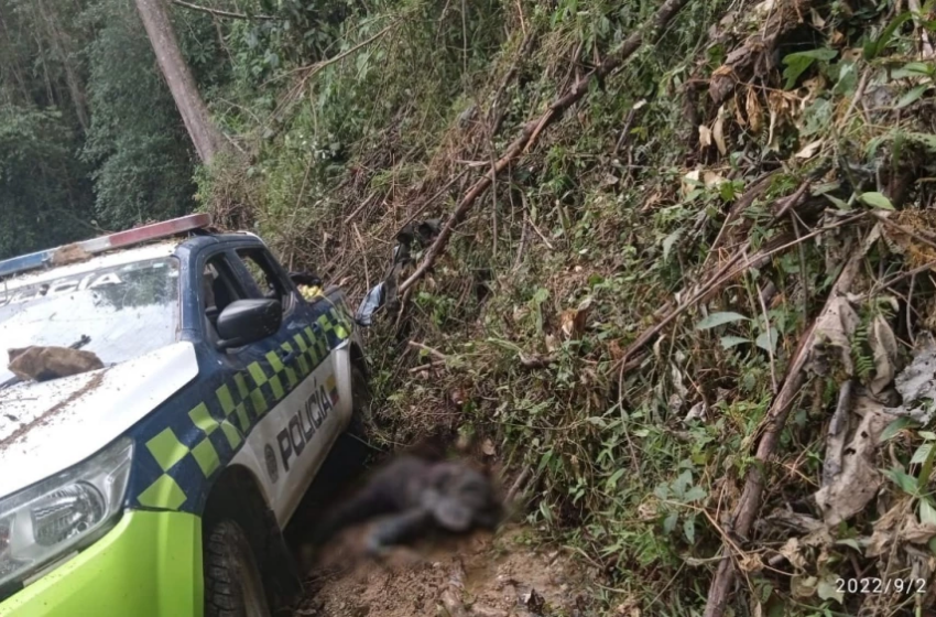  Ocultandose entre los arboles sobrevivió policía al ataque terrorista en el Huila